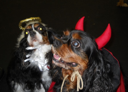 Entry image for Bella and Buddy. Clicking this image will show a larger photo