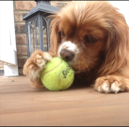 Entry image for Scottie . Clicking this image will show a larger photo