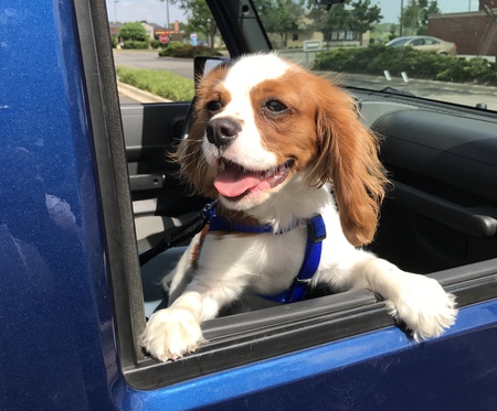 Entry image for Charlie . Clicking this image will show a larger photo