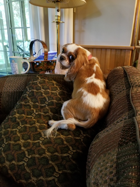 Entry image for Ollie. Clicking this image will show a larger photo
