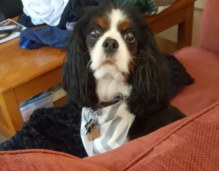 Entry image for Reggie. Clicking this image will show a larger photo