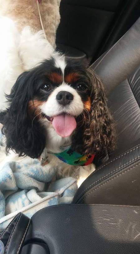 Entry image for Lucy. Clicking this image will show a larger photo