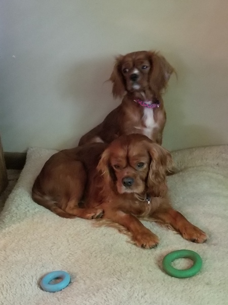 Entry image for Penny and Copper . Clicking this image will show a larger photo