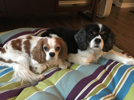 Entry image for Jonah and Finnigan. Clicking this image will show a larger photo