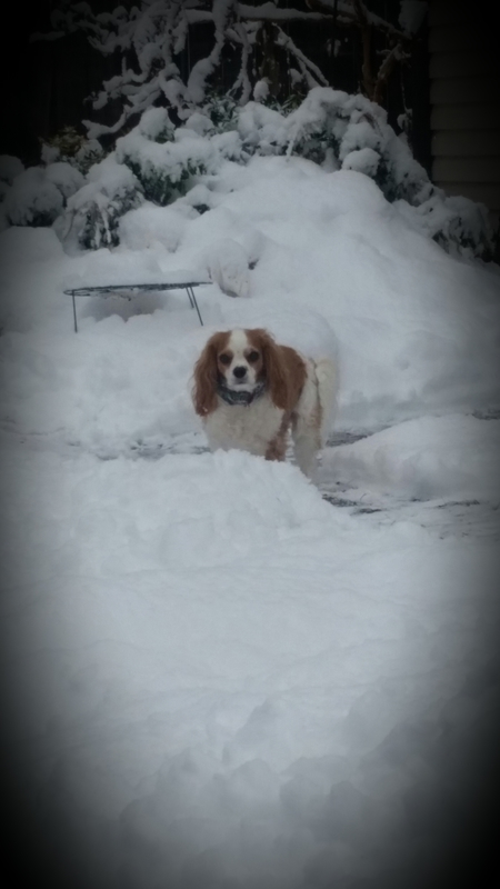 Entry image for Sandy. Clicking this image will show a larger photo