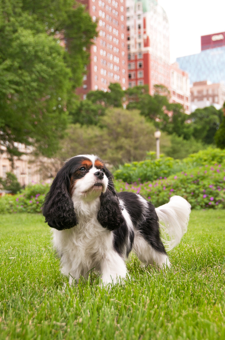 Entry image for Payton. Clicking this image will show a larger photo