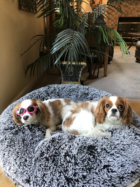 Entry image for Farley and Buddy. Clicking this image will show a larger photo
