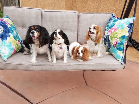 Entry image for Lucas & Leia Peters and Keelie & Monty Brestel. Clicking this image will show a larger photo