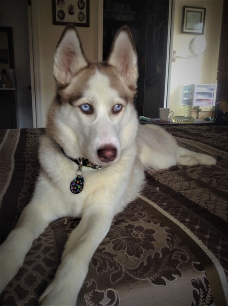 Bella