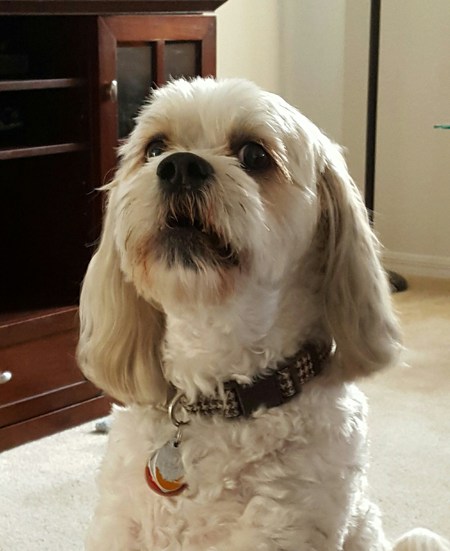 Oreo