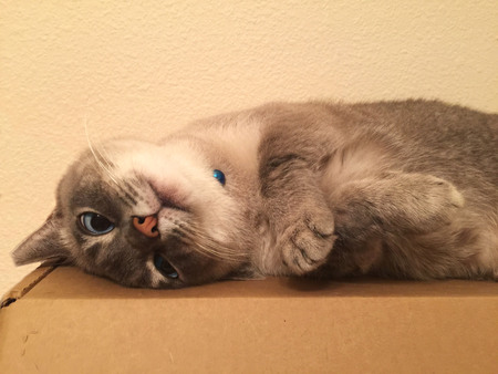 Frankie