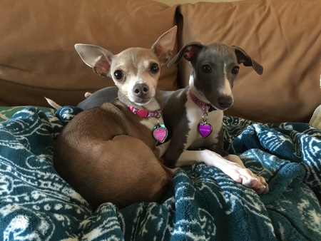 Bella and Bindi 