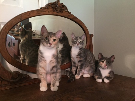 Casper, Sassy & Pi