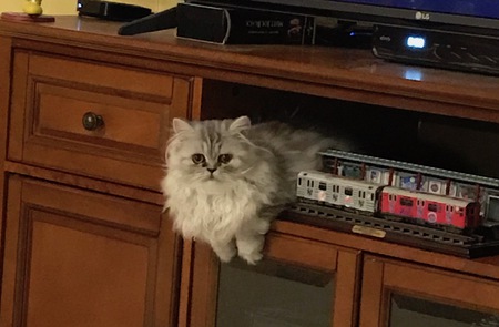 Bella Vita