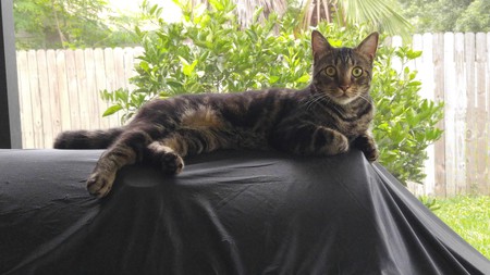 Loki