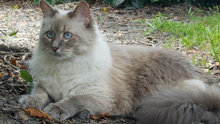 STELLA SUE