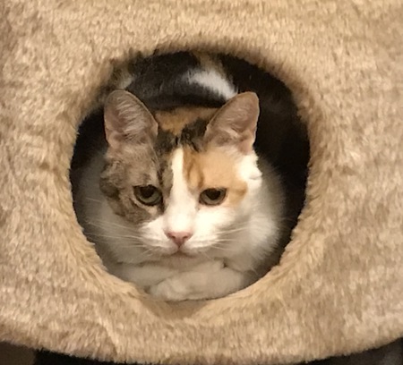 Patches