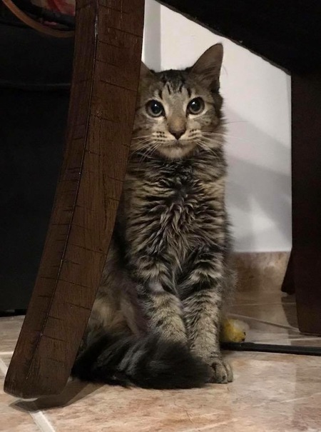 Carmelita
