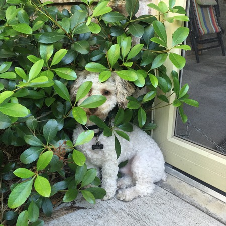 Poodle