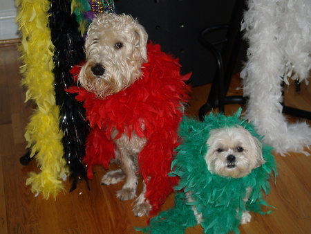 Harry and Suzuki Celebrating Mardi Gras