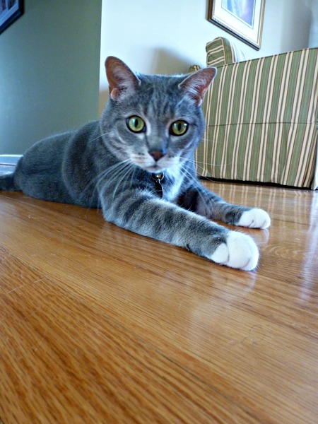 Louie