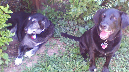 Buddy and Molly