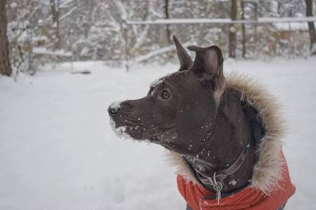 Luna Marie