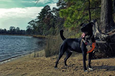 Cooper