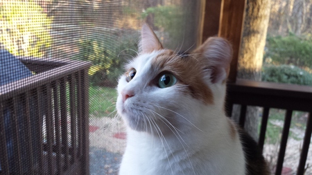 Cleo