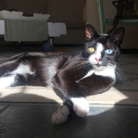 Sawyer Binx 