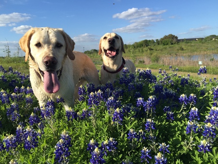 Buster & Bella in the bluebonnets