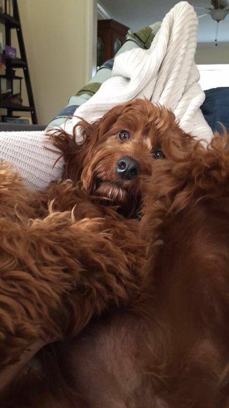 Chloe not a Kardashian / my Irshdoodle