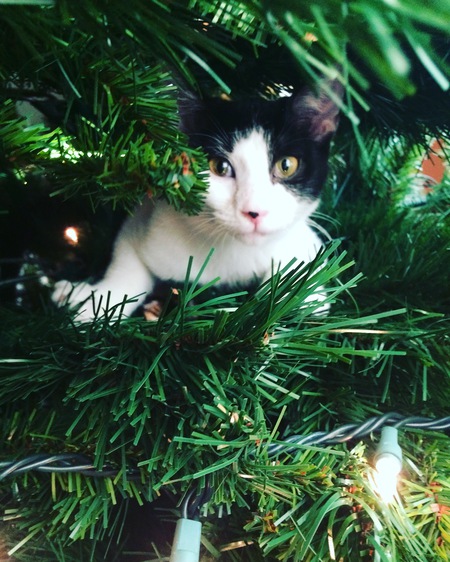 Elsie