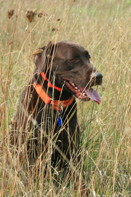 Bruno
