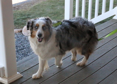 Dixie