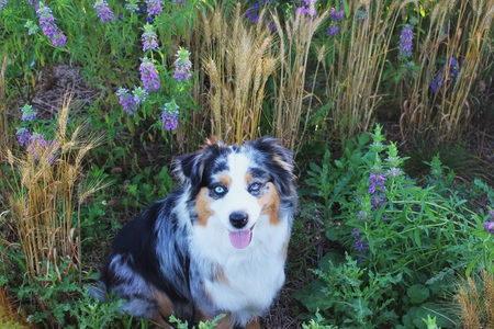 Jasmine