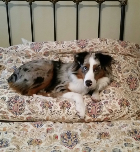 Cooper
