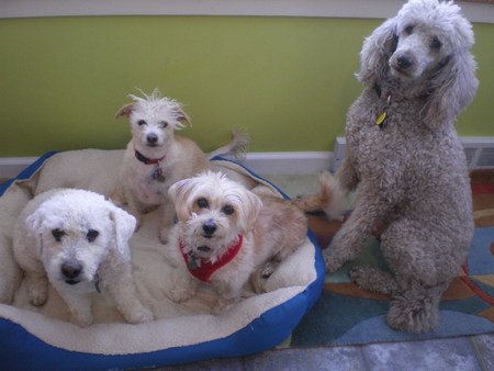 Petro, Sweet Pea, Pixie and Portia