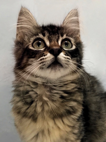 Kiki
