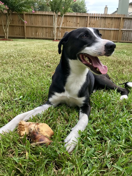 Cooper