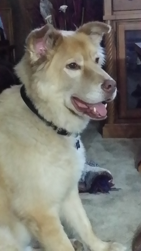 Lobo
