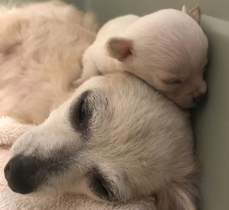 Dixie and Wynn