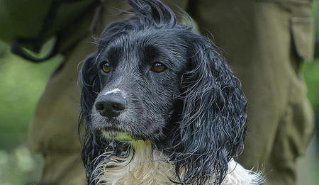 Pippin