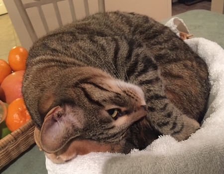 Cleo