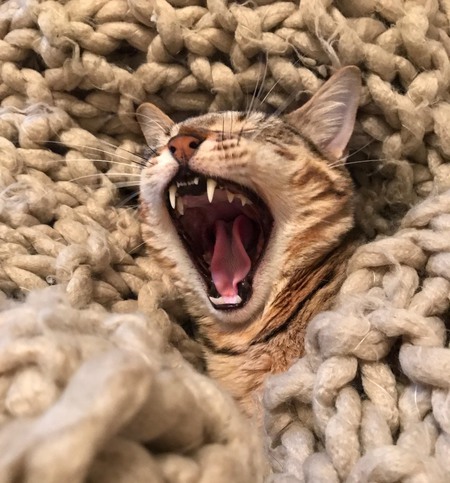 Mo