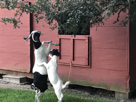 Beatrice and Junie