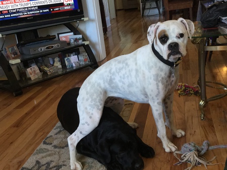 margeaux Boxer 3 yrs old, Bitchie bear s black bear. Pasley hound mix 