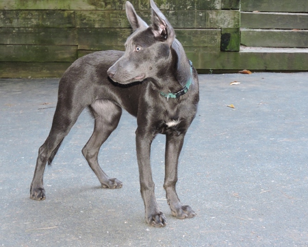 Sirius