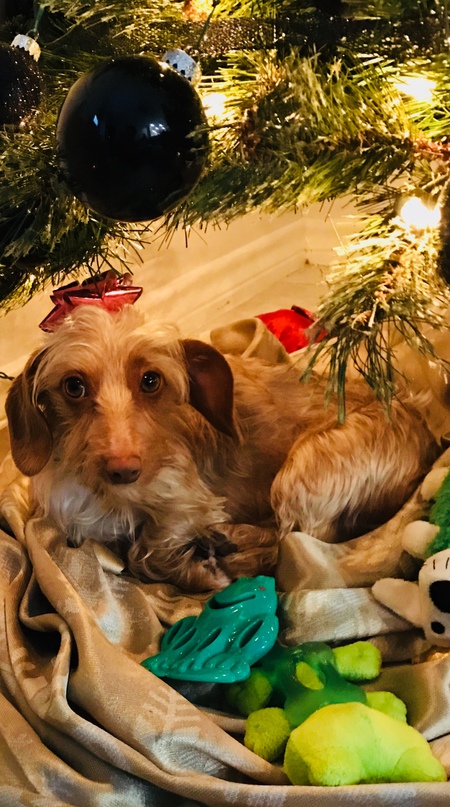 Hazel