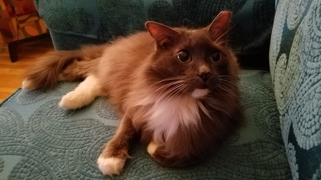 Gracie